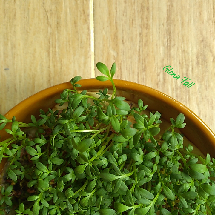 fresh microgreen garden cress leaves in a bowl
