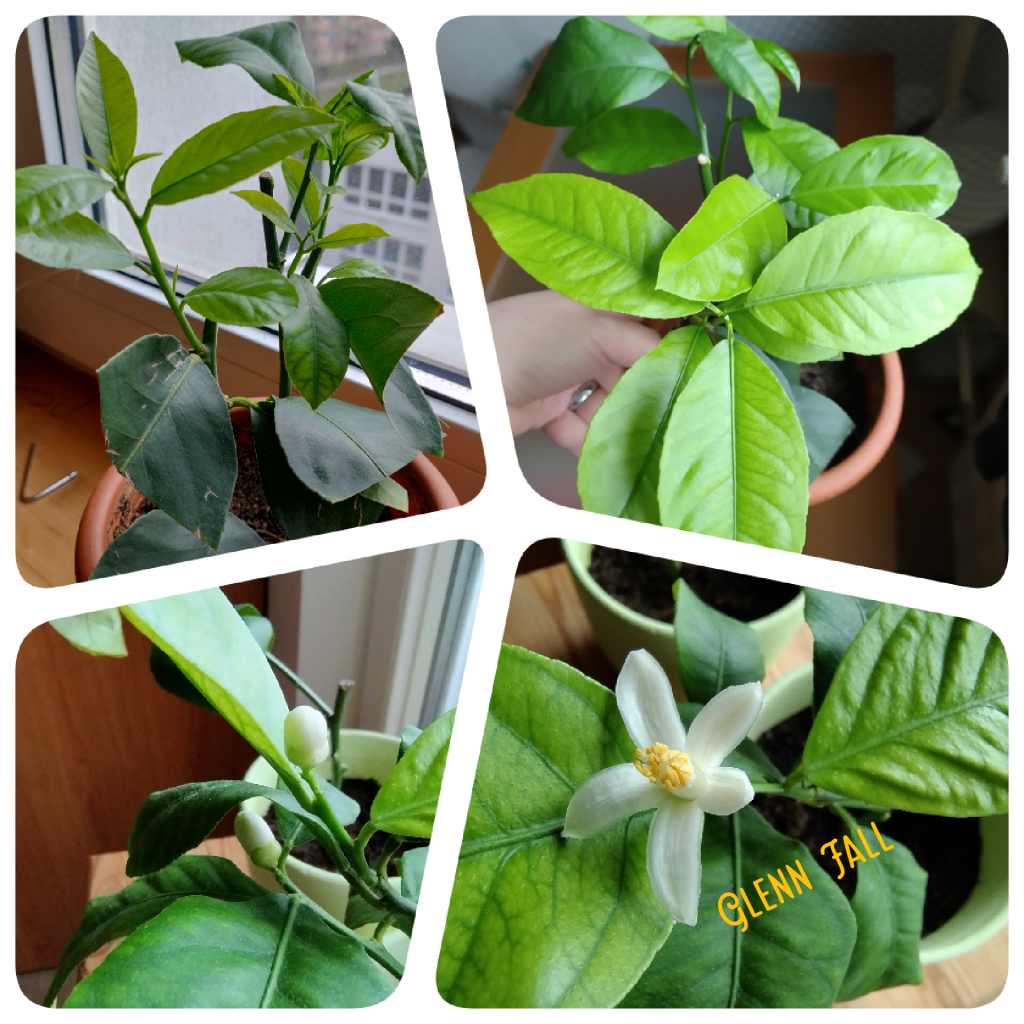 Growth progress of young citrus cuttings. Lemon tree is used for this experiment. New twigs with leaves grew from the cuttings after a few weeks. The citrus cuttings flowered the next year.